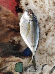 Chloroscombrus chrysurus