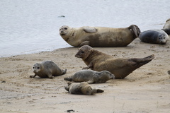 Harbor Seal photo 6