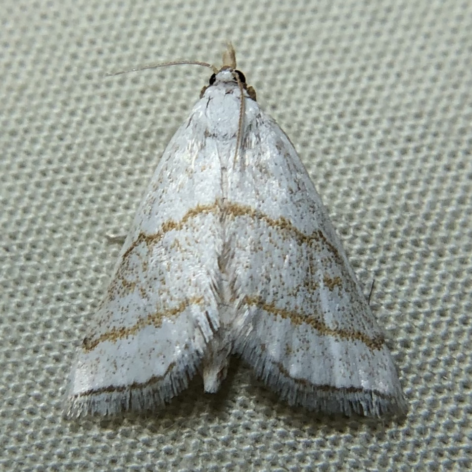 Leptosteges sordidalis