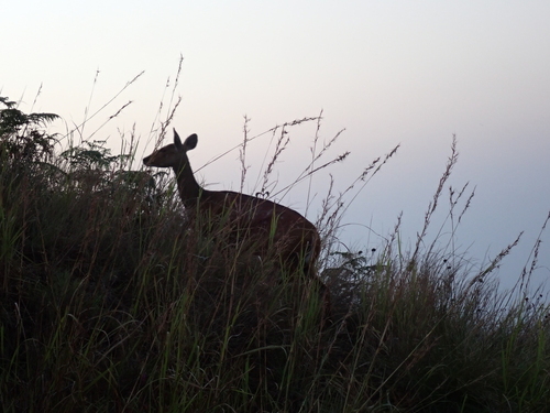 Northern Bushbuck