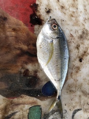 Chloroscombrus chrysurus