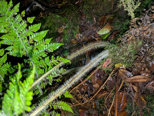 Dryopteris rubiginosa