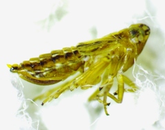 Megamelus ungulatus