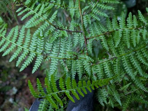 Hypolepis hawaiiensis observed 2024-12-04