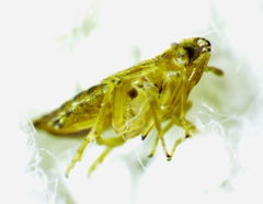 Megamelus ungulatus