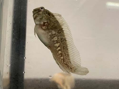 Freckled blenny (Hypsoblennius ionthas) — Blenniidae — 5