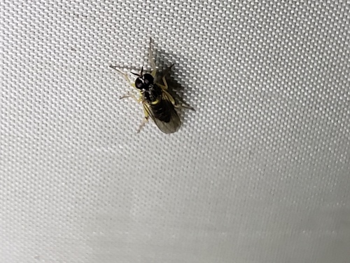 Solva pallipes photo 4