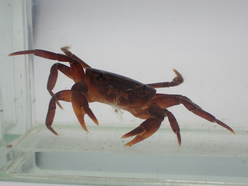 Supraguinea nimba
