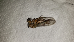 Clidophleps