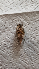 Clidophleps