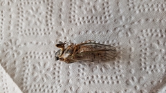 Clidophleps