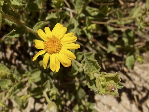 Image of Cliff False Goldenaster (Heterotheca viscida) by (c) Sue Carnahan, some rights reserved (CC BY)