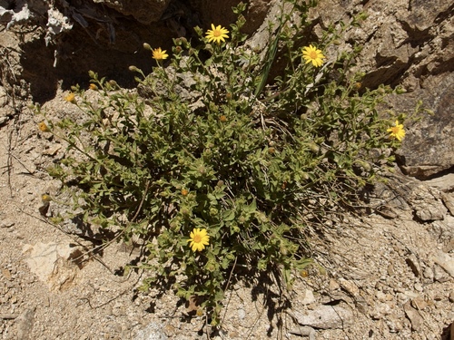 Image of Cliff False Goldenaster (Heterotheca viscida) by (c) Sue Carnahan, some rights reserved (CC BY)