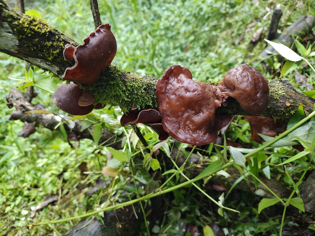 Auricularia fuscosuccinea · December 2024 · photo: © caja-manga (iNaturalist, cc-by)