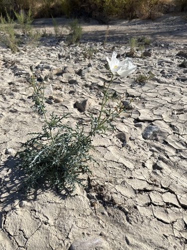 Chisos Mountain Pricklypoppy