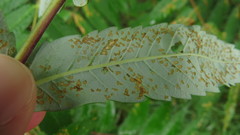 Poecilocapsus lineatus