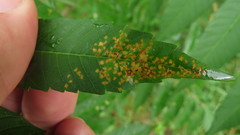 Poecilocapsus lineatus