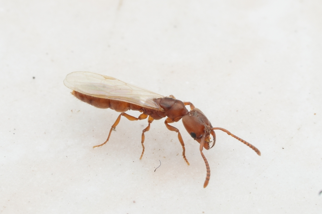 Cryptopone testacea