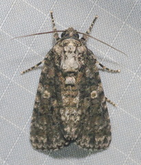Acronicta afflicta