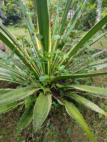 Wild Sisal (Furcraea selloana)