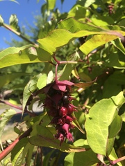 Leycesteria