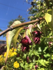 Leycesteria