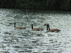Branta canadensis