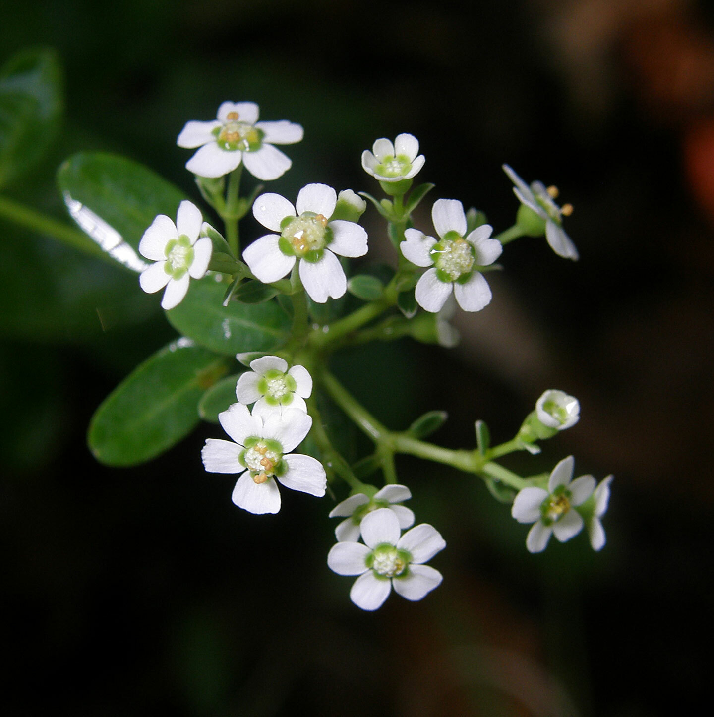 Euphorbia corollata