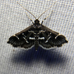 Diasemiodes