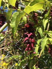 Leycesteria