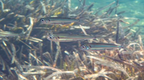 Big-scale sand smelt (Atherina boyeri) — Atherinidae — 4