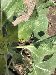Coccinella septempunctata