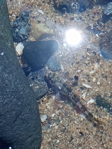 Chilean thornfish (Bovichtus chilensis) — Bovichtidae — 4