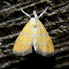 Xanthophysa psychicalis