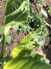 Coccinella septempunctata