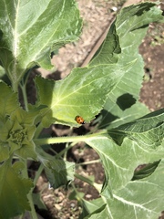 Coccinella septempunctata