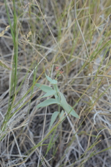 Comandra umbellata