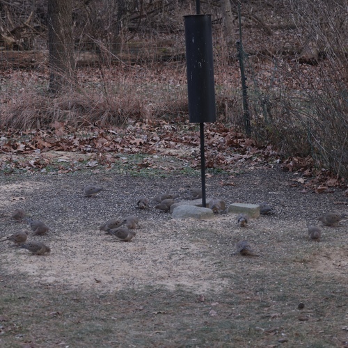 Mourning Dove photographed in Michigan