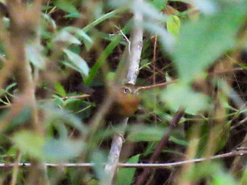 Rufous-browed Wren (Troglodytes rufociliatus), photo 7