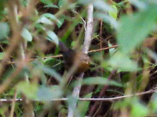 Rufous-browed Wren (Troglodytes rufociliatus), photo 7