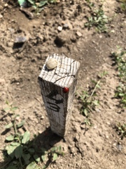 Coccinella septempunctata