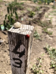 Coccinella septempunctata