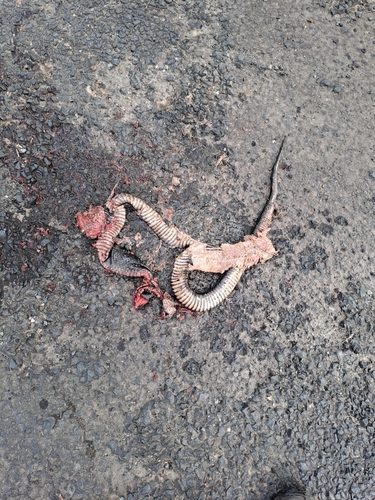 Red-bellied Black Snake sighting