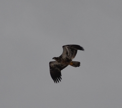 Haliaeetus leucocephalus washingtoniensis