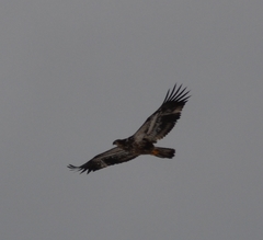 Haliaeetus leucocephalus washingtoniensis