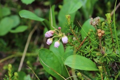 Phyllodoce × intermedia