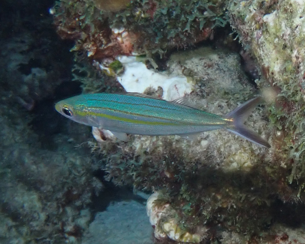 Boga (Haemulon vittatum) — Haemulidae