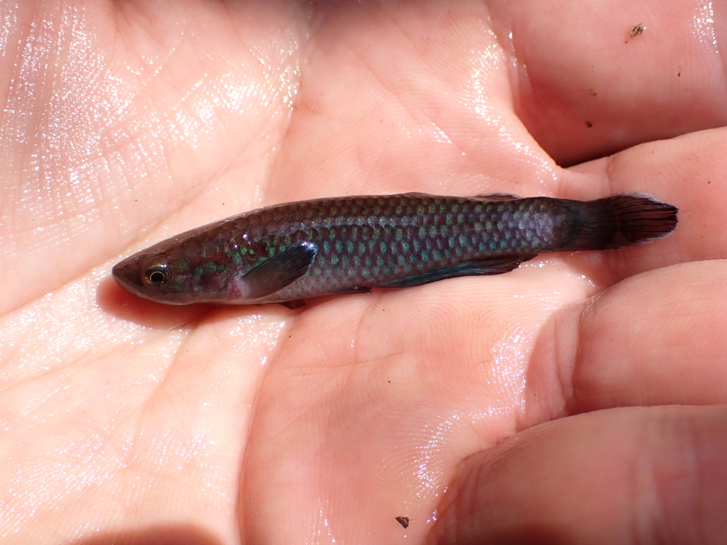 Blackfin killi (Nimbapanchax melanopterygius) — Nothobranchiidae