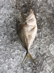 Selene setapinnis