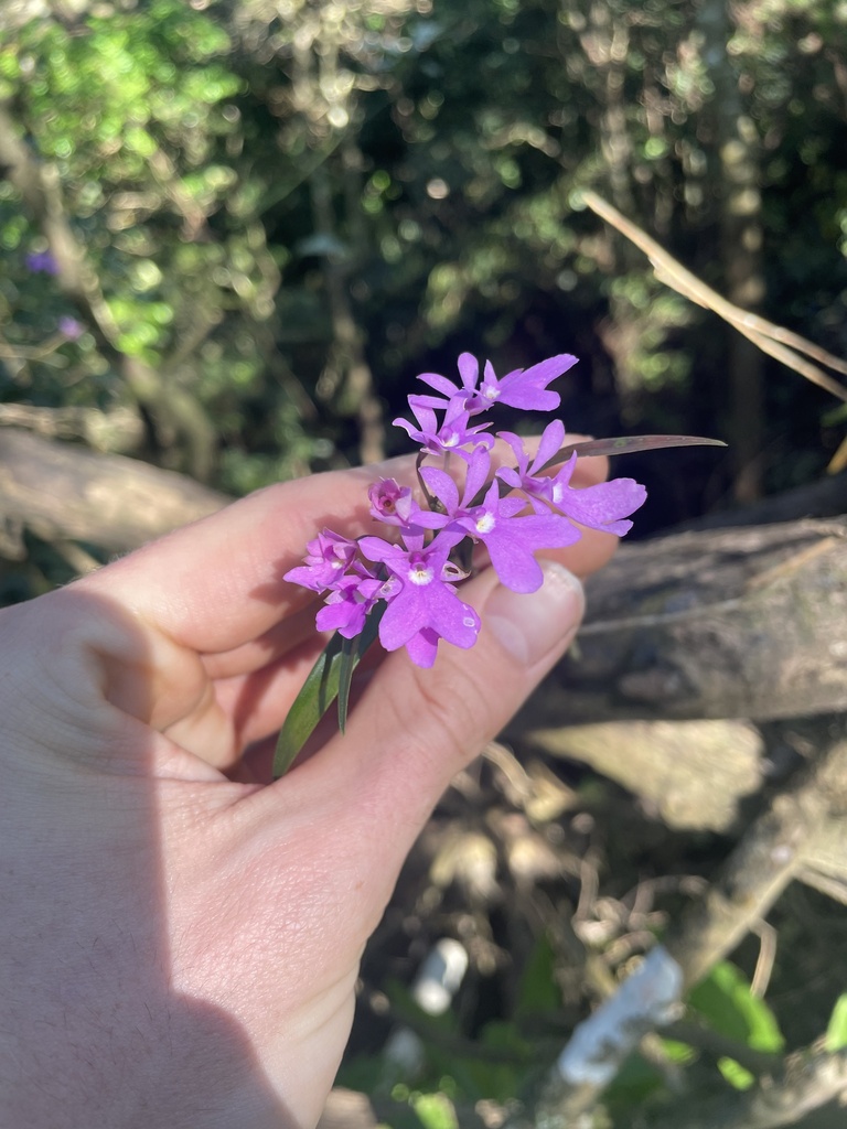 Epidendrum centropetalum